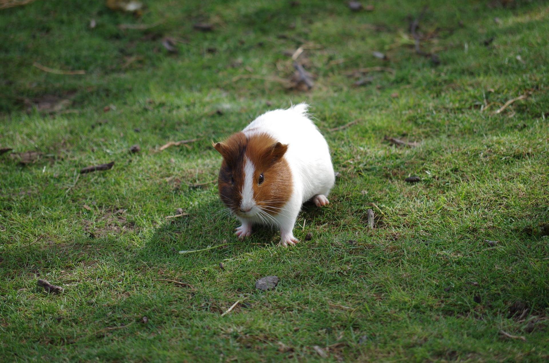 Cochon d'Inde • Clinique vétérinaire les 3M - Michaud - Dannemarie Alsace -  Spécialistes animaux chats, chiens et NAC