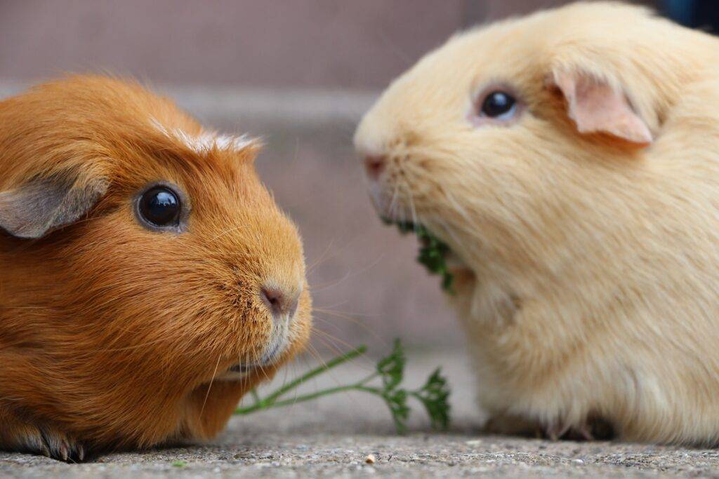 https://www.veto3m.fr/wp-content/uploads/2022/12/guinea-pig-03-1024x683.jpg