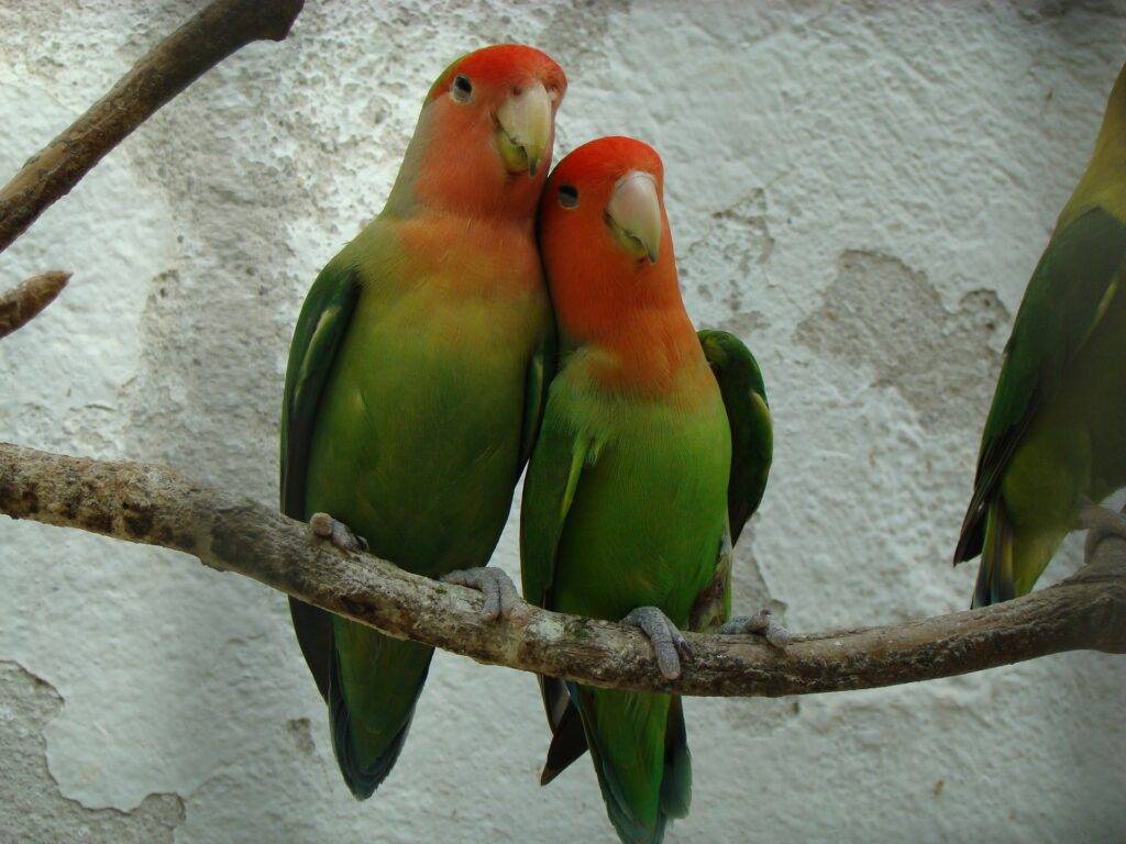 inseparables