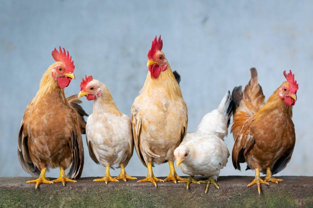 La consultation de la poule de compagnie