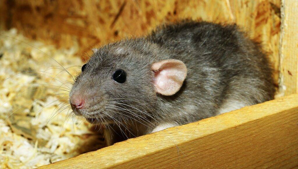 rat-01