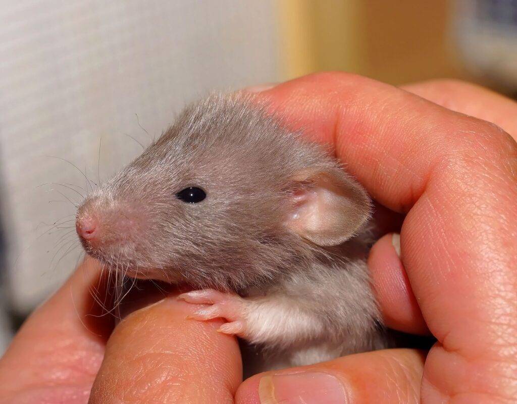 rat-02