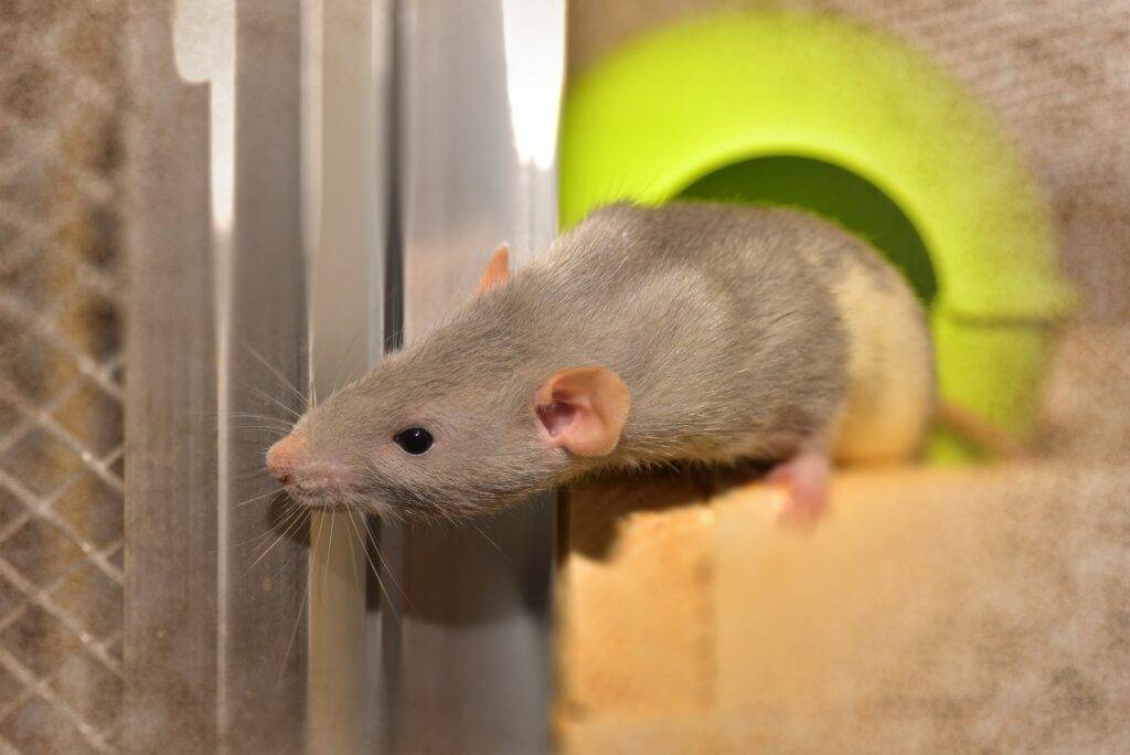 rat-03