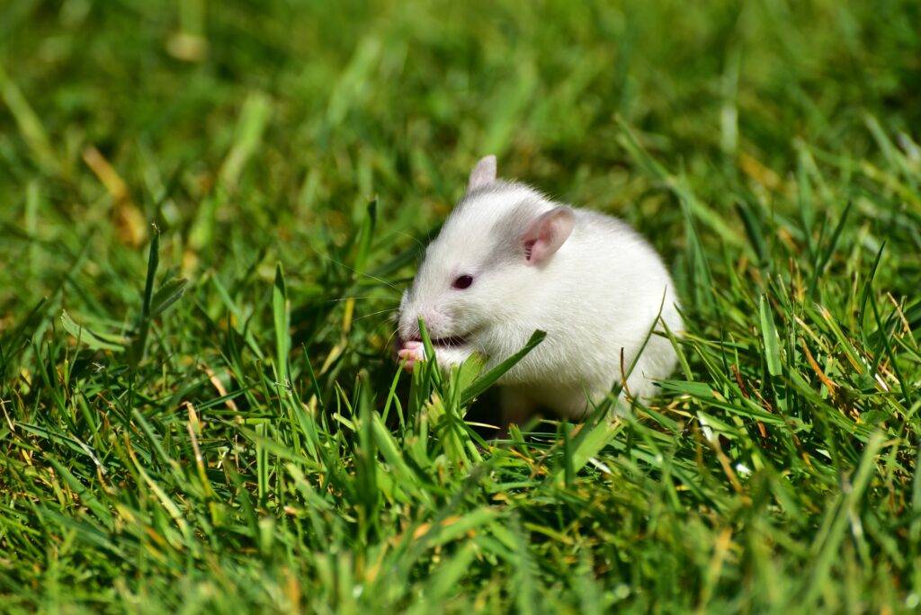 rat-04
