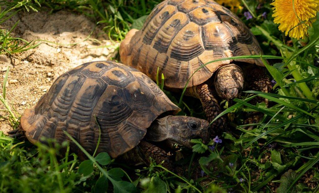 L'équilibre en calcium chez la tortue terrestre - Clinique Vétérinaire des  Romains